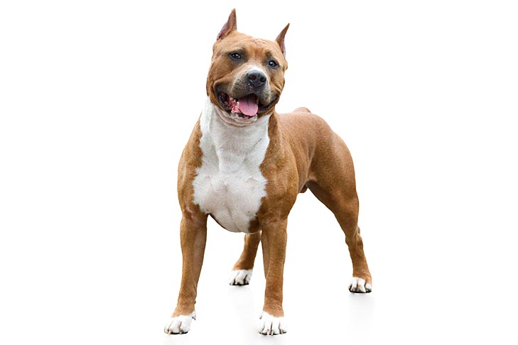 تصویر آمریکن استافوردشایر تریر (American Staffordshire Terrier)